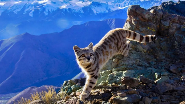 imagen Captaron un nuevo avistaje de gato andino, ahora en San Rafael