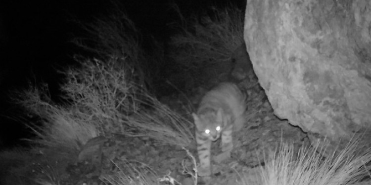 Cómo fue el proceso para el avistaje inédito de un gato andino en Uspallata