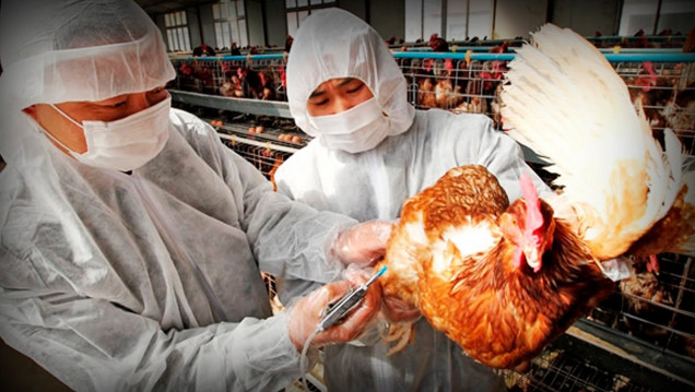 imagen La OMS pide reforzar acciones ante gripe aviar por posible pandemia
