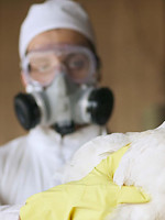 Confirman la detección de aves con gripe aviar en Argentina 
