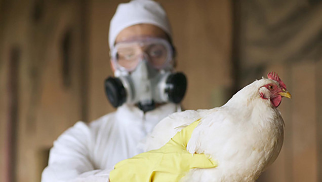 imagen Confirman la detección de aves con gripe aviar en Argentina 