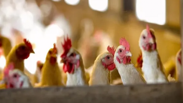 imagen Detectan en China el primer caso de gripe aviar H10N3 en humanos
