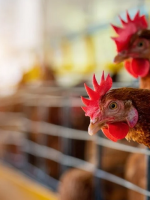 La gripe aviar no se contrae por consumo de carne de ave, huevos o derivados