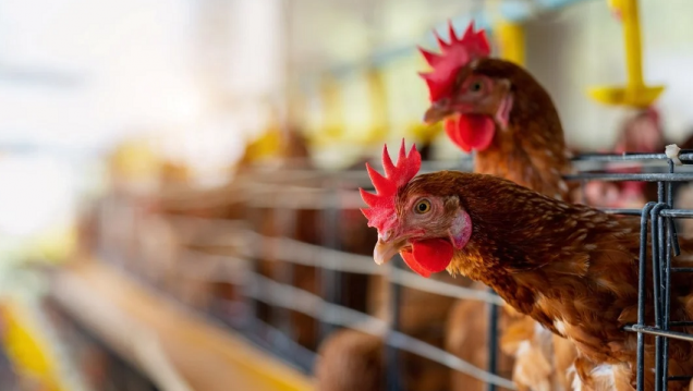 imagen La gripe aviar no se contrae por consumo de carne de ave, huevos o derivados