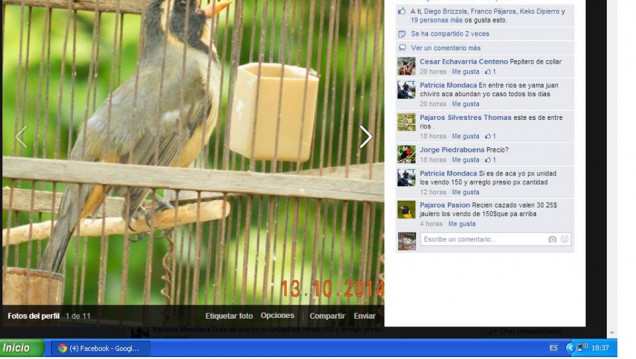 imagen Tráfico de fauna: "Facebook se usa para delinquir"