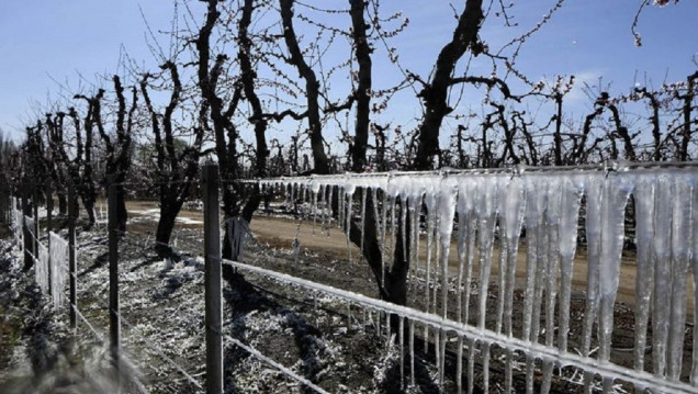 imagen Las heladas tardías provocaron severos daños en cultivos de Mendoza 