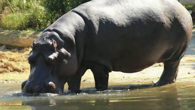 imagen Murió, a los 40 años, la hipopótamo del Ecoparque