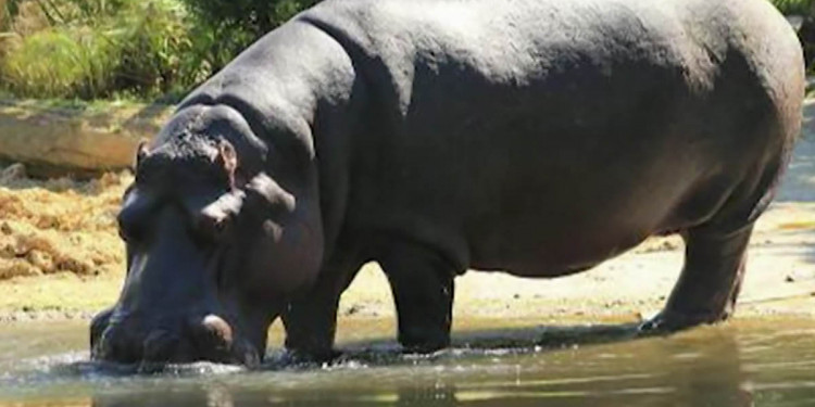 Murió, a los 40 años, la hipopótamo del Ecoparque
