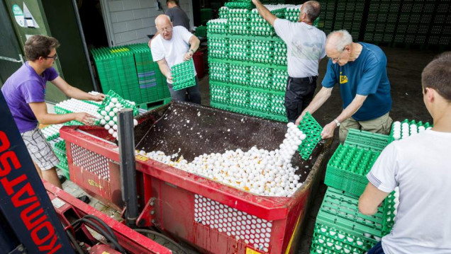 imagen Ya son 17 los países europeos afectados por huevos contaminados con un insecticida