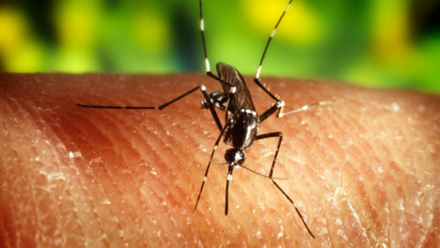 imagen  En 18 meses comenzarán las pruebas de una vacuna contra el zika