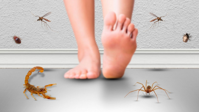 imagen Prevención y cuidados para las picaduras de insectos y arácnidos