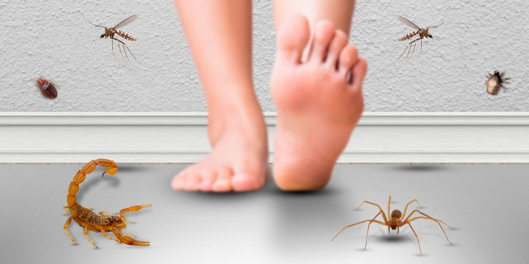 Prevención y cuidados para las picaduras de insectos y arácnidos