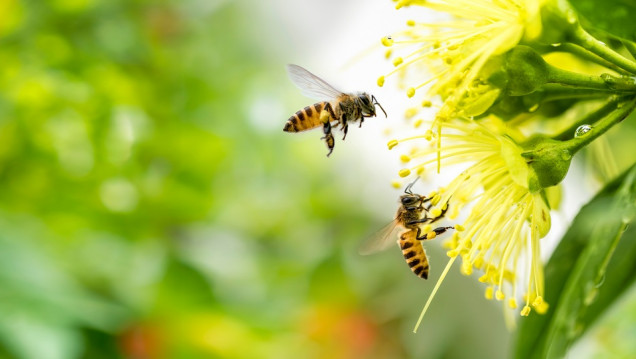 imagen Mariposas, luciérnagas y abejas, los insectos más amenazados del país