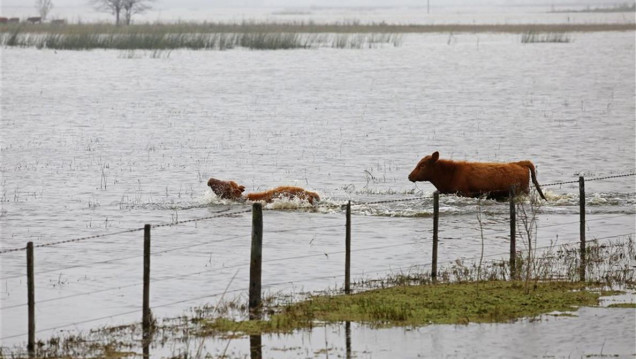imagen Las inundaciones afectan casi un tercio de la producción agropecuaria