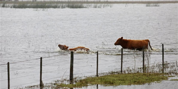 Las inundaciones afectan casi un tercio de la producción agropecuaria