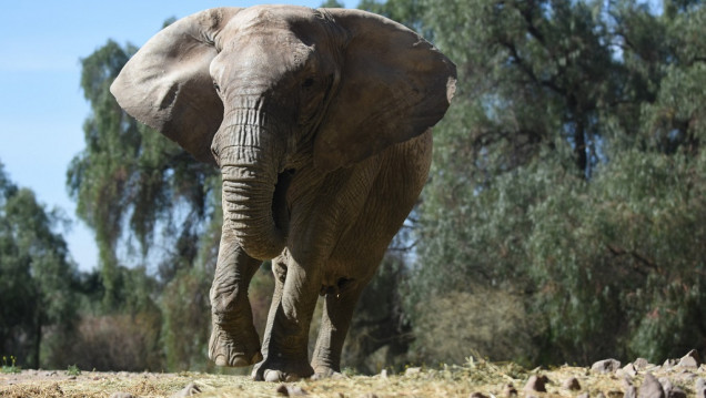 imagen Preparan el traslado de la elefanta Kenia para su reencuentro con Pocha y Guillermina en Brasil
