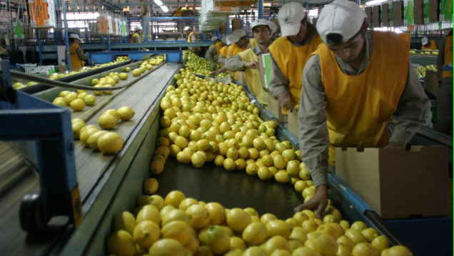 imagen Limones per tutti: después de ocho años, la Argentina vuelve a exportarlos a Brasil