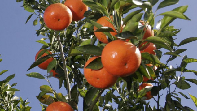 imagen Corrientes: una niña de 12 años murió por un pesticida en una mandarina