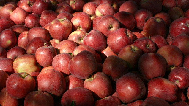 imagen Es ley la emergencia productiva de peras y manzanas para Mendoza, San Juan y La Pampa
