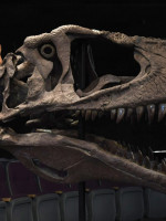 "Meraxes gigas", el gigantesco dinosaurio carnívoro hallado en Argentina 