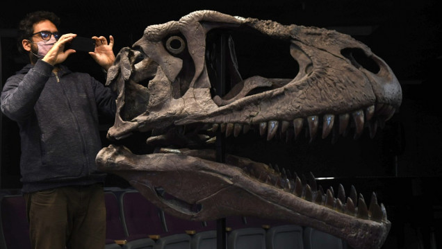 imagen "Meraxes gigas", el gigantesco dinosaurio carnívoro hallado en Argentina 