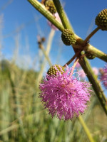 Mimosa serra: la nueva especie de flor que descubrieron en el país