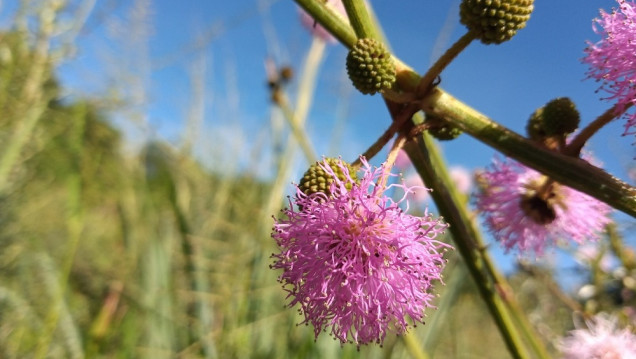 imagen Mimosa serra: la nueva especie de flor que descubrieron en el país