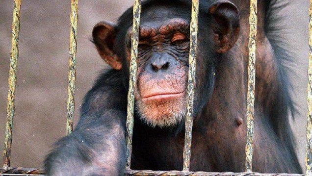 imagen Rechazaron el recurso de hábeas corpus para la chimpancé Cecilia