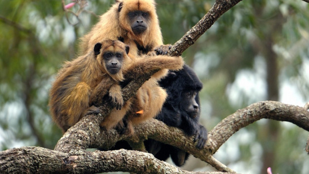 imagen En peligro de extinción, el mono aullador fue declarado Monumento Natural