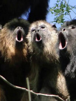 Ante el peligro de extinción, proponen declarar Monumento Natural a los monos aulladores en Misiones