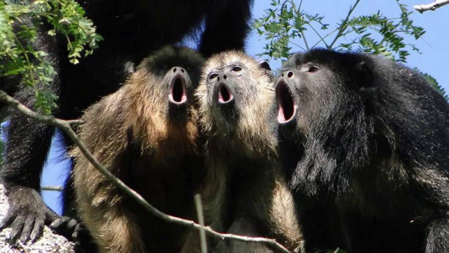 imagen Ante el peligro de extinción, proponen declarar Monumento Natural a los monos aulladores en Misiones