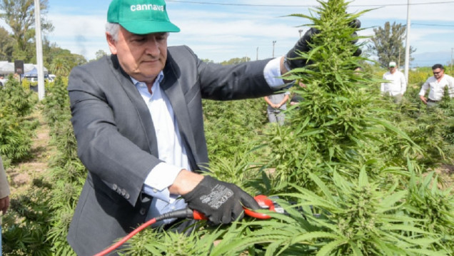 imagen Jujuy inició la cosecha de cannabis medicinal más importante de Latinoamérica