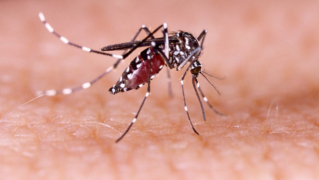 imagen Infografía: síntomas del dengue y formas de prevención