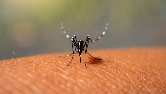 imagen Dengue en la Argentina: la desmemoria y el compromiso socioambiental