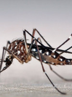 Preocupación por casos de dengue en Argentina: ¿cómo es el estado de situación en Mendoza?