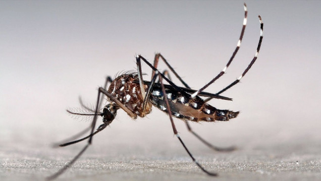 imagen Preocupación por casos de dengue en Argentina: ¿cómo es el estado de situación en Mendoza?