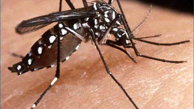 imagen El Parlasur buscará aprobar un protocolo regional contra el dengue