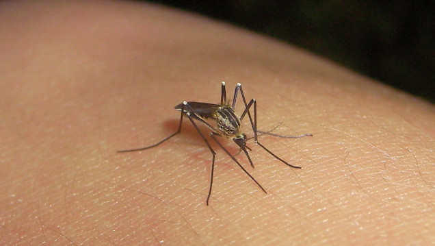 imagen Pronostican un pico de casos de dengue en Semana Santa