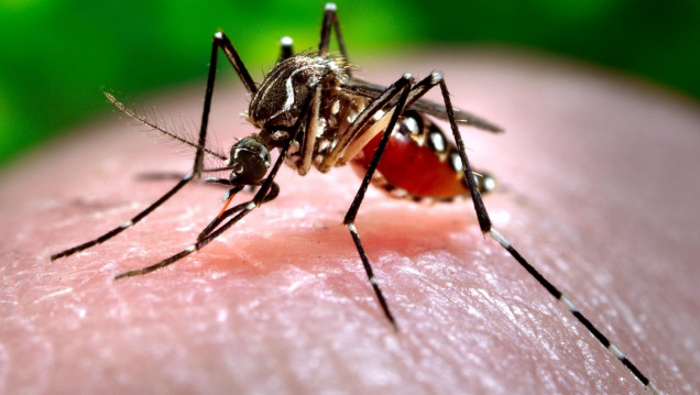 imagen Detectan el primer caso de dengue en Mendoza