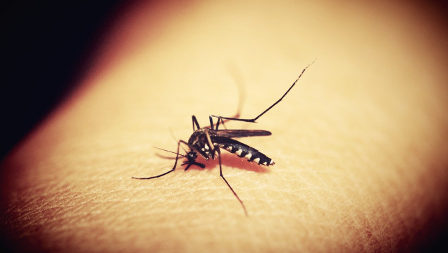 imagen Dengue: Mendoza confirmó un caso sin antecedente de viaje