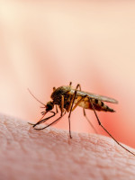 Desarrollan una sangre falsa para luchar contra los mosquitos y la malaria