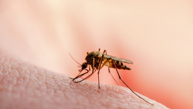 imagen Desarrollan una sangre falsa para luchar contra los mosquitos y la malaria