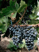 Mendoza y San Juan acordaron destinar 12% de la producción de uva para mosto y otros subproductos