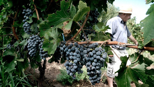 imagen Mendoza y San Juan acordaron destinar 12% de la producción de uva para mosto y otros subproductos
