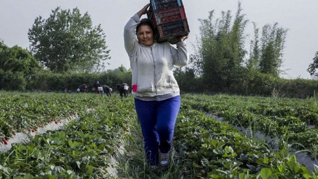 imagen La brecha de género en el sector agropecuario argentino es más amplia que en otros países de la región