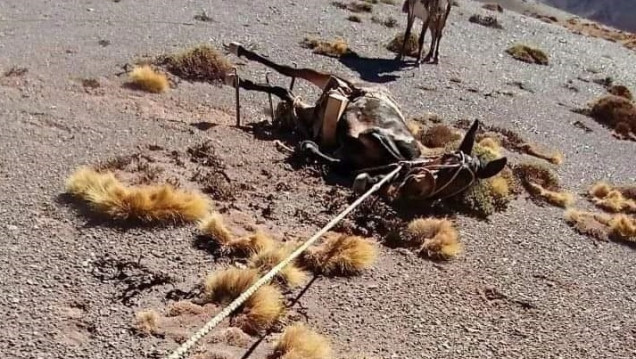 imagen Alertan por casos de maltrato animal a las mulas cargueras del Parque Aconcagua