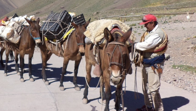 imagen Mulas de carga en el Aconcagua: cómo es su control