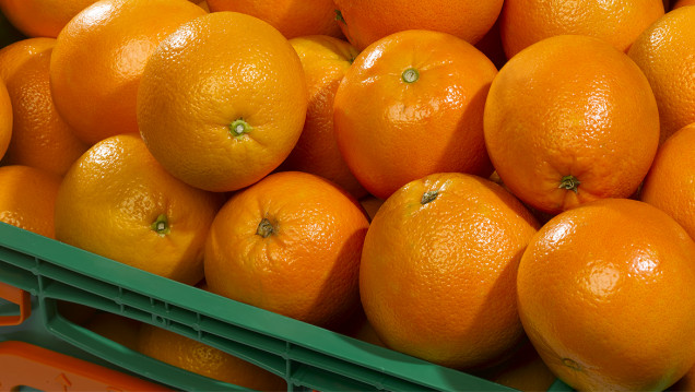 imagen Sí pasa naranja: por primera vez en ocho años, se exportaron esos cítricos a Brasil