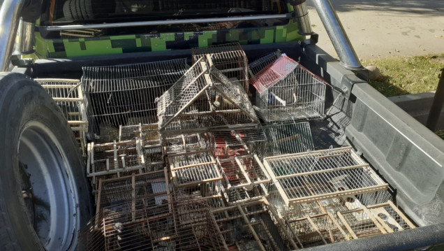 imagen En lo que va de mayo, más de 50 aves fueron rescatadas del tráfico ilegal en Mendoza