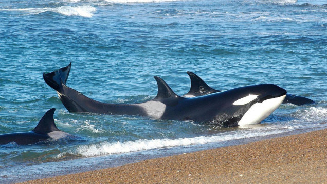 imagen En la Península de Valdés ya se pueden avistar las primeras orcas